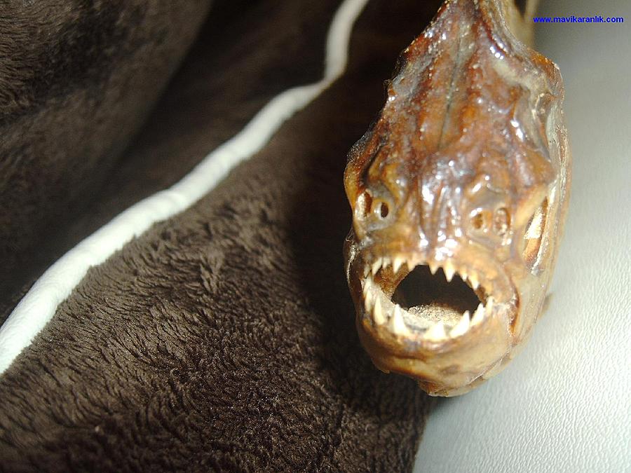 Ad: IMAG0030.jpg
Gösterim: 377
Boyut: 95.8 KB