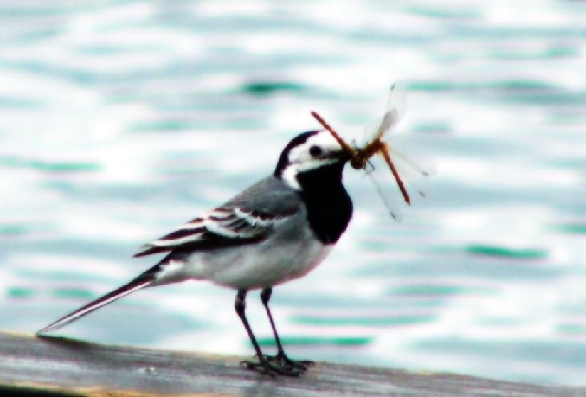 Ad:  Bird_by_Yishua.jpg
Gsterim: 241
Boyut:  47.1 KB