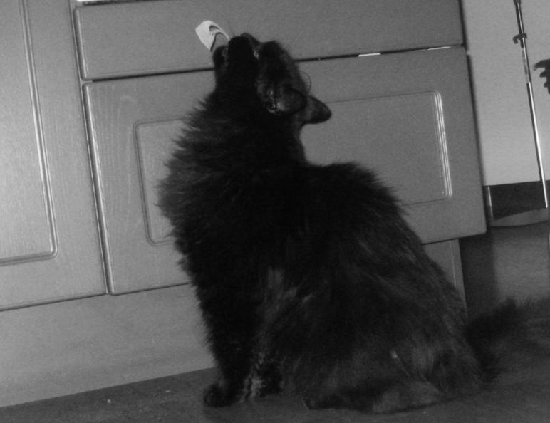 Ad:  Cheese__by_Yishua.jpg
Gsterim: 162
Boyut:  52.7 KB