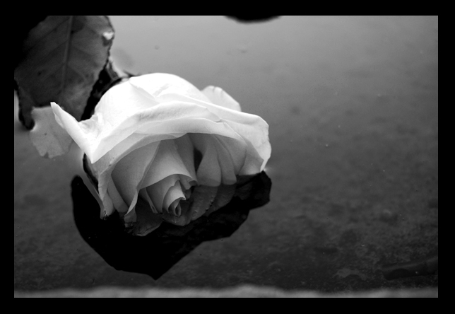 Ad:  Timeless__by_Erindis.jpg
Gsterim: 279
Boyut:  132.6 KB