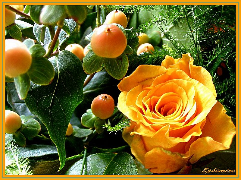 Ad:  rose_orange_1.jpg
Gsterim: 369
Boyut:  170.9 KB