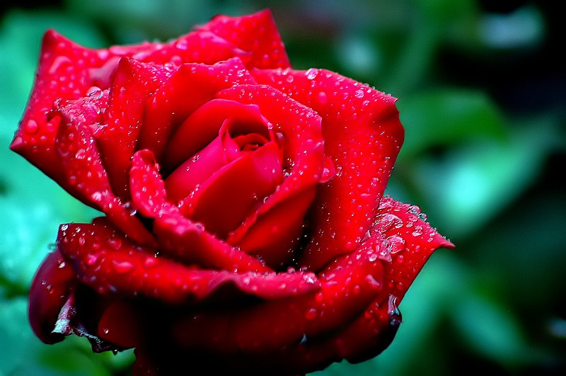 Ad:  rose-18_filtered.jpg
Gsterim: 318
Boyut:  130.5 KB