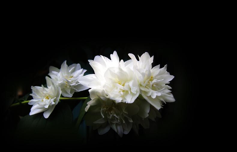 Ad:  fleur_seringat_by_melisweet.jpg
Gsterim: 294
Boyut:  42.9 KB