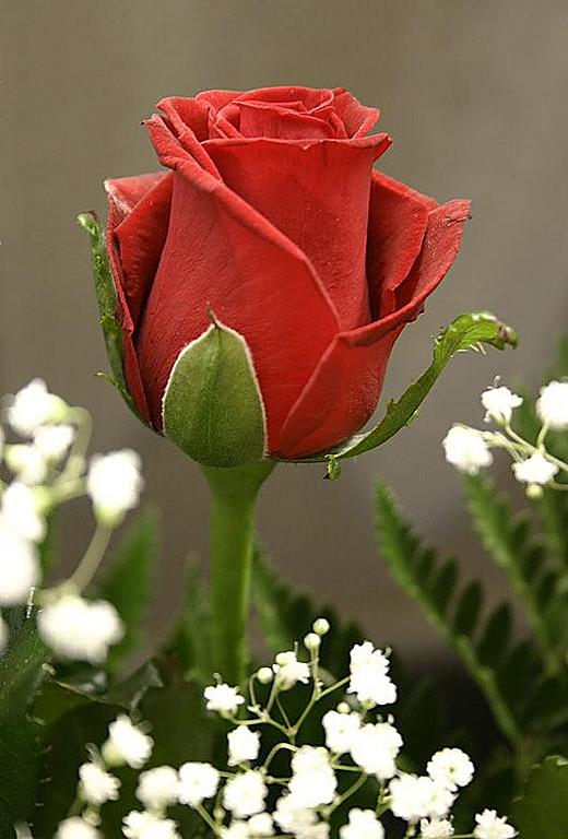 Ad:  30646443.jpg
Gsterim: 546
Boyut:  51.8 KB