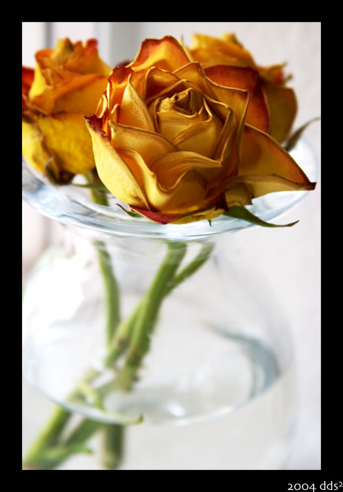 Ad:  2904954.jpg
Gsterim: 227
Boyut:  80.7 KB