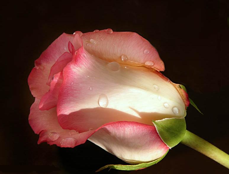 Ad:  60782263.JPG
Gsterim: 309
Boyut:  34.7 KB