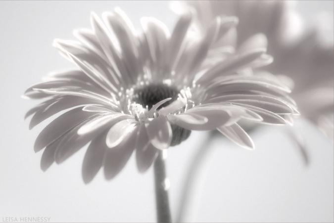 Ad:  __Gerbera___by_Sonny2005.jpg
Gsterim: 223
Boyut:  34.2 KB