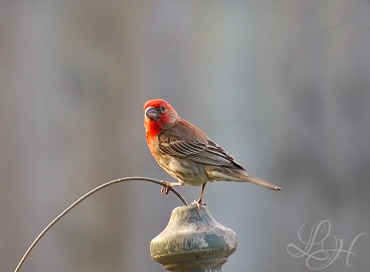 Ad:  House_Finch_by_Sonny2005.jpg
Gsterim: 348
Boyut:  45.0 KB