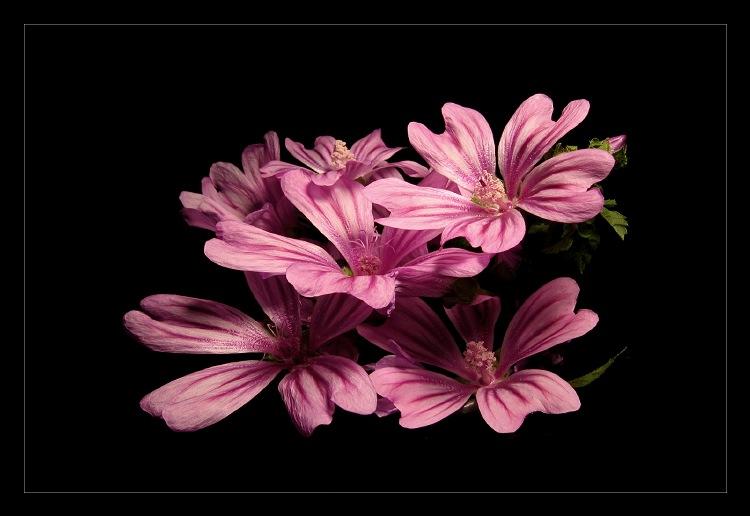 Ad:  Bouquet_by_cesalv.jpg
Gsterim: 251
Boyut:  40.7 KB