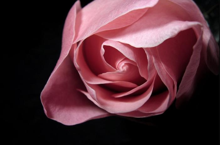 Ad:  Just_Pink_III_by_cesalv.jpg
Gsterim: 397
Boyut:  25.1 KB