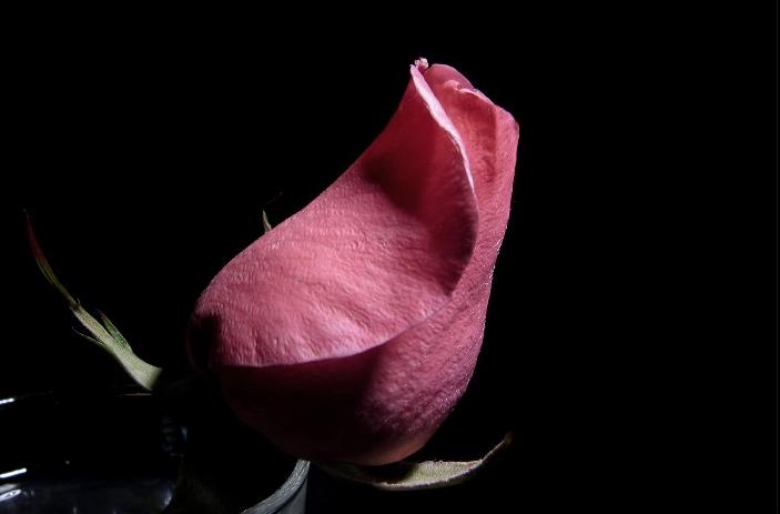 Ad:  Just_Pink_by_cesalv.jpg
Gsterim: 309
Boyut:  19.9 KB