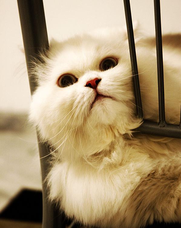 Ad:  Rocky_2_by_combi77.jpg
Gsterim: 238
Boyut:  65.7 KB