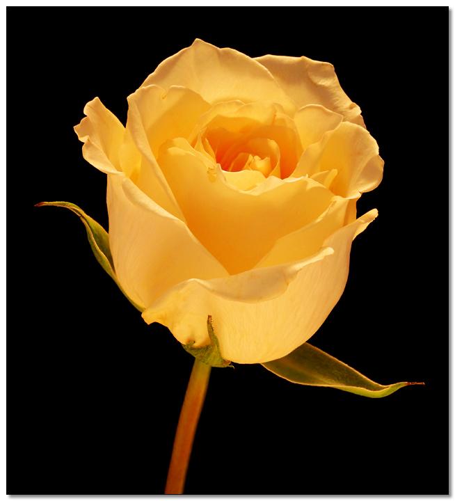 Ad:  10860640.JPG
Gsterim: 441
Boyut:  39.9 KB