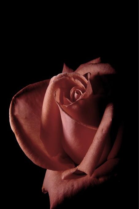 Ad:  Heart_II_by_cesalv.jpg
Gsterim: 312
Boyut:  20.4 KB