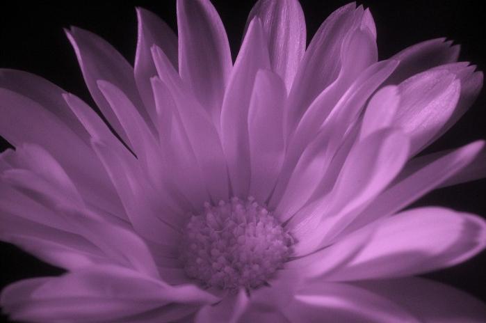 Ad:  Infrared_Warmth__by_cesalv.jpg
Gsterim: 288
Boyut:  27.8 KB