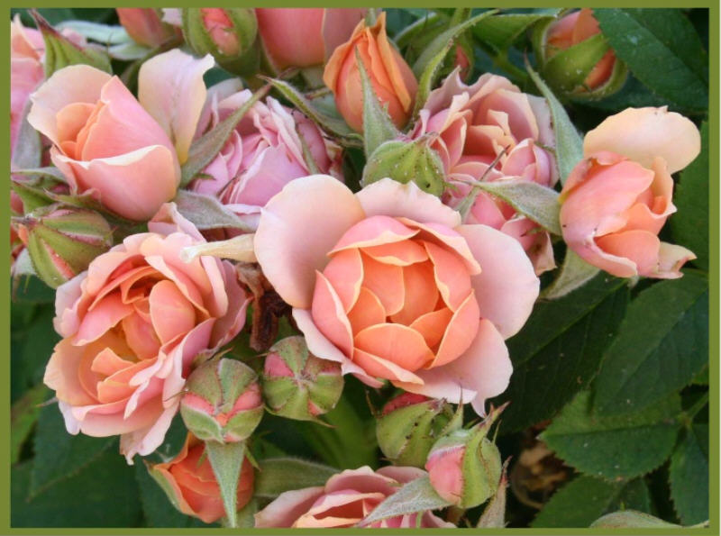 Ad:  6357p_oroses.jpg
Gsterim: 304
Boyut:  90.1 KB