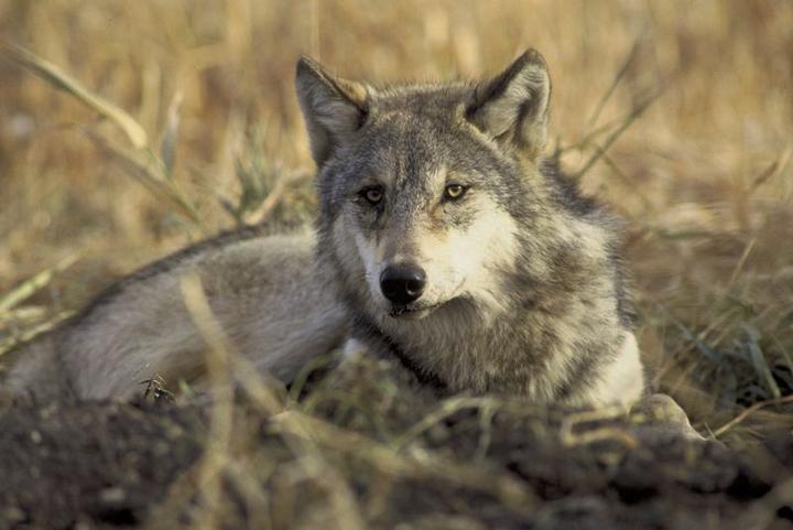Ad: 800px-Canis_lupus_laying_in_grass.jpg
Gösterim: 2846
Boyut: 41.5 KB Ad: 800px-Canis_lupus_laying_in_grass.jpg
Gösterim: 2846
Boyut: 41.5 KB
