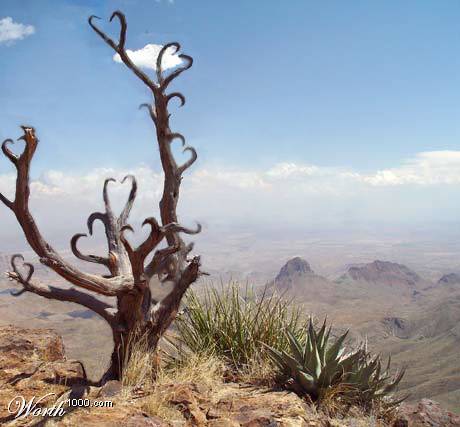 Ad: agac.jpg
Gösterim: 1837
Boyut: 28.7 KB