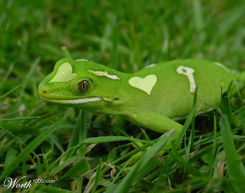 Ad: kurbaga.jpg
Gösterim: 1664
Boyut: 27.3 KB