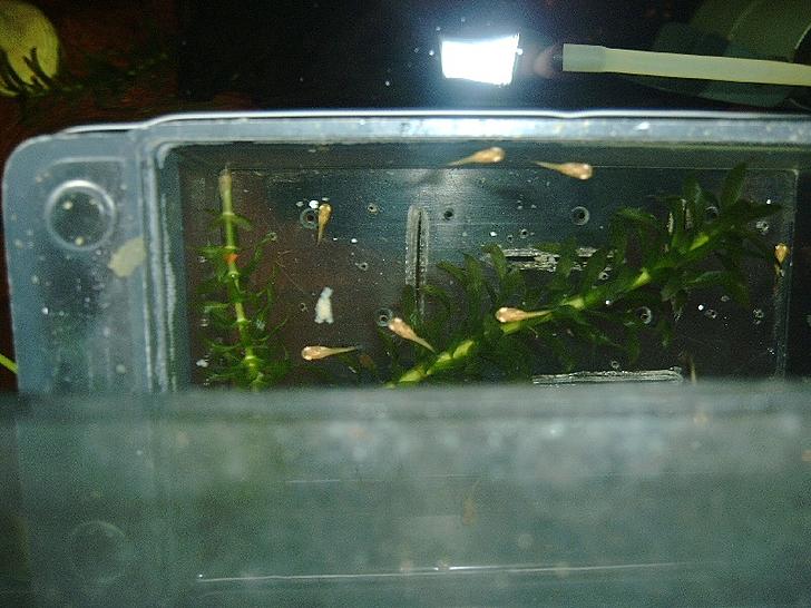 Ad:  yavrular.jpg
Gsterim: 688
Boyut:  61.8 KB