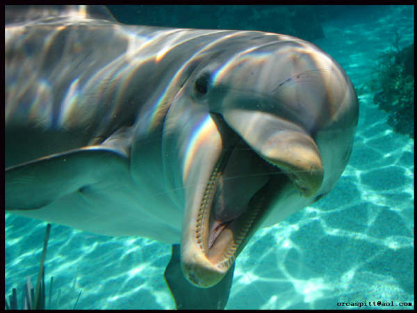 Ad: Big_Grin_by_OrcaSpitt.jpg
Gösterim: 1658
Boyut: 40.2 KB