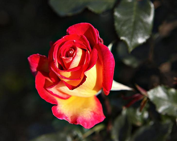 Ad:  50290772-.jpg
Gsterim: 312
Boyut:  38.0 KB