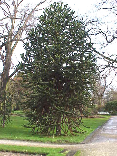Ad: Araucaria_araucana1.jpg
Gösterim: 460
Boyut: 112.7 KB