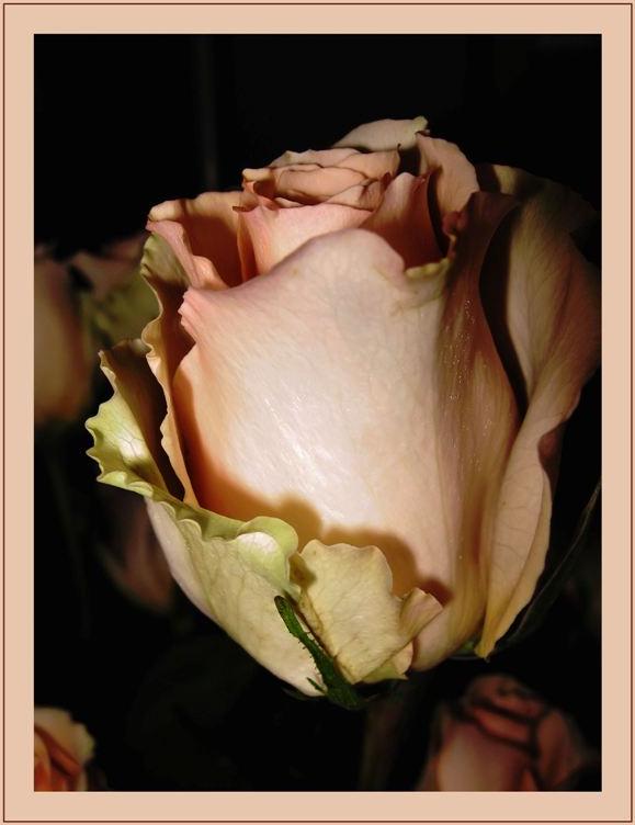 Ad:  picture_10422.jpg
Gsterim: 263
Boyut:  44.8 KB