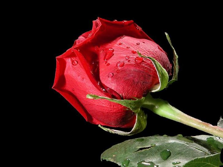 Ad:  970638.jpg
Gsterim: 478
Boyut:  39.2 KB