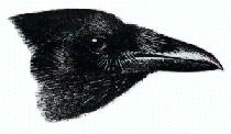 Ad: karga.gif
Gösterim: 405
Boyut: 15.3 KB Ad: karga.gif
Gösterim: 405
Boyut: 15.3 KB