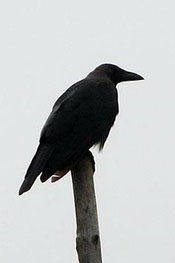 Ad:  crow2.jpg
Gsterim: 981
Boyut:  15.3 KB