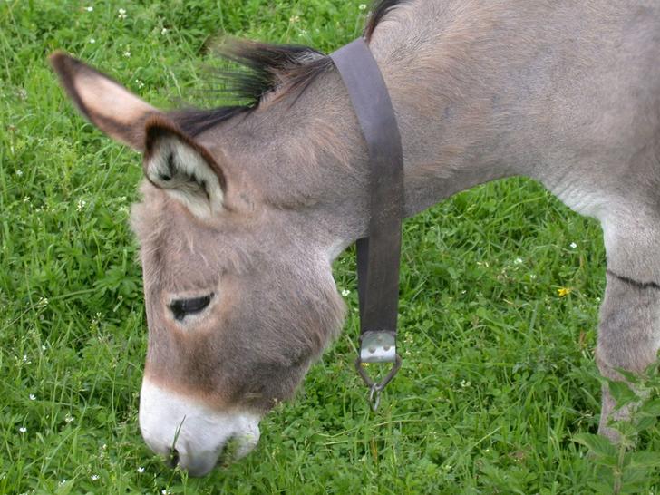 Ad:  donkey.jpg
Gsterim: 3271
Boyut:  80.5 KB