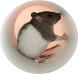 Ad:  hamster-2.gif
Gsterim: 415
Boyut:  16.0 KB