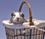 Ad: hamster.gif
Gösterim: 903
Boyut: 16.4 KB