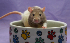 Ad: hamster-3.gif
Gösterim: 480
Boyut: 22.4 KB