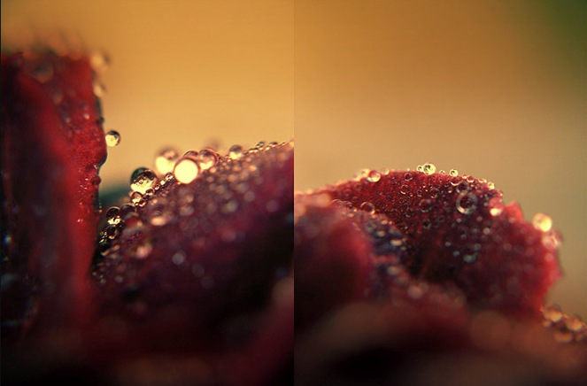 Ad:  Rose_Bubbles_by_kedralynn.jpg
G�sterim: 235
Boyut:  53.1 KB