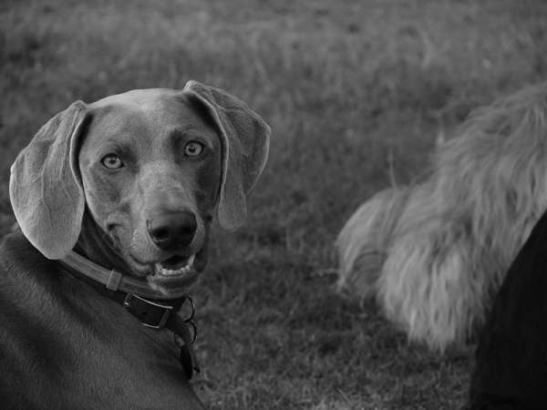 Ad: HoundDog.jpg
Gösterim: 892
Boyut: 25.9 KB