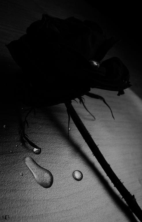 Ad:  Black_Rose_Immortal_by_MelissaMolko.jpg
Gsterim: 213
Boyut:  34.0 KB