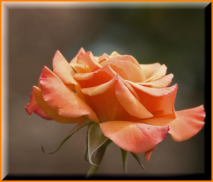 Ad:  1336rose.jpg
Gsterim: 391
Boyut:  38.7 KB