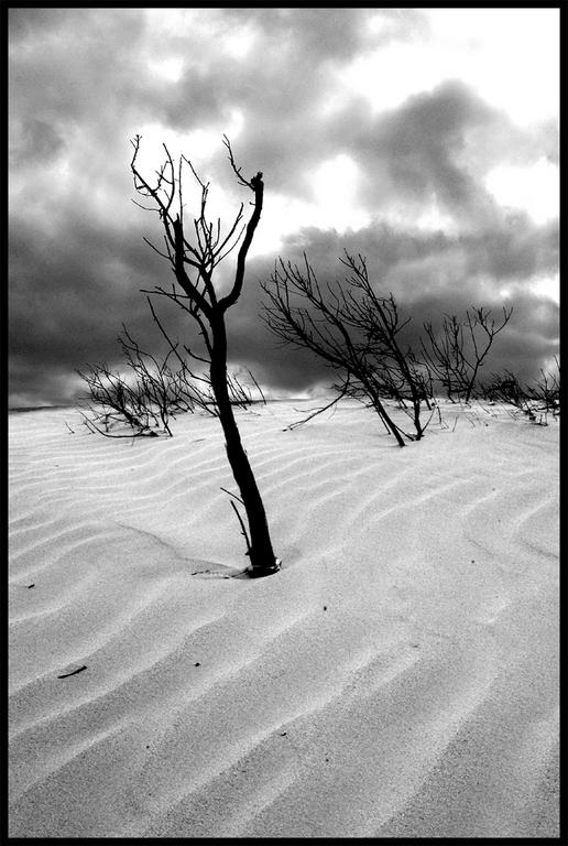Ad:  sand_dunes_black_and_white.jpg
Gsterim: 667
Boyut:  66.2 KB