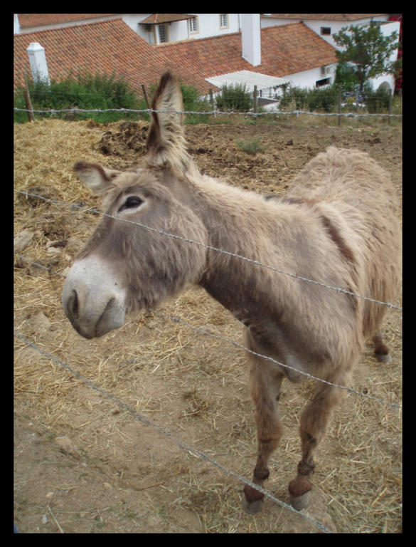 Ad:  Donkey_by_Catarino.jpg
Gsterim: 1837
Boyut:  93.9 KB