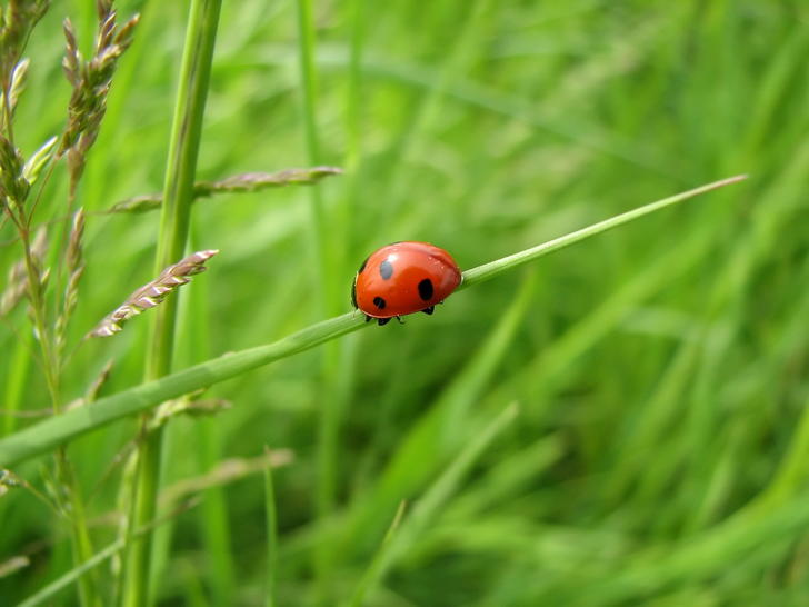 Ad:  Lady_Bug_by_BrechtEngelen.jpg
Gsterim: 440
Boyut:  40.2 KB