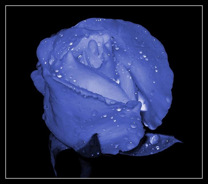 Ad:  Happy_Blue_Rose_Day.jpg
Gsterim: 370
Boyut:  36.5 KB