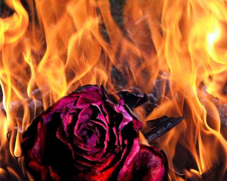 Ad:  burning_rose_by_ashkan_ulaf.jpg
Gsterim: 1433
Boyut:  59.2 KB