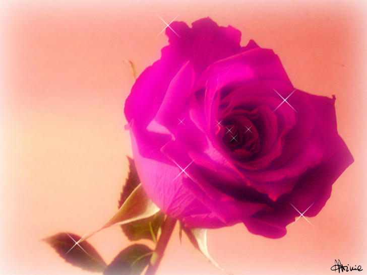 Ad:  ROSE_by_Latinodrop.jpg
Gsterim: 788
Boyut:  38.6 KB