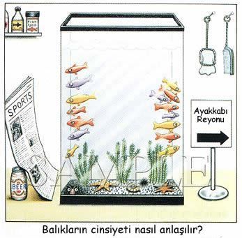 Al�nt�daki Ek 9831