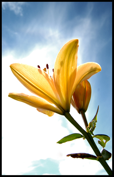 Ad:  Flower_vs_Sky_by_Marthep.jpg
Gsterim: 429
Boyut:  166.7 KB