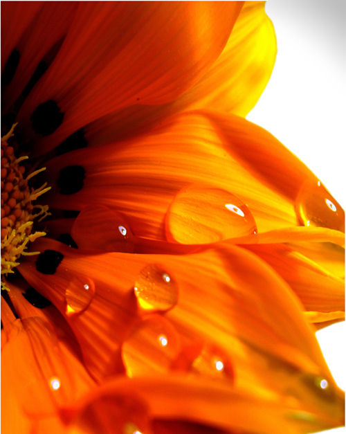 Ad:  Wavering_Flower_by_ctrc.jpg
Gsterim: 197
Boyut:  264.4 KB