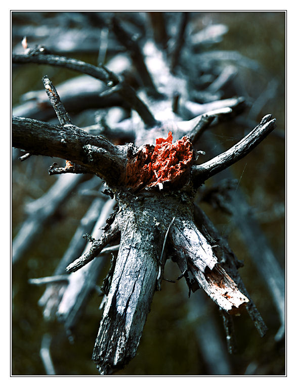 Ad:  Tree_Corpse_by_pahness.jpg
Gsterim: 404
Boyut:  116.9 KB