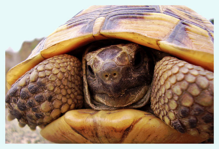 Ad: tortoise_by_AlexKame.jpg
Gösterim: 680
Boyut: 74.9 KB